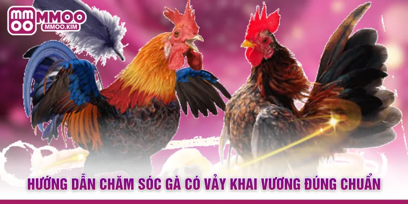 Hướng dẫn chăm sóc gà có vảy khai vương đúng chuẩn